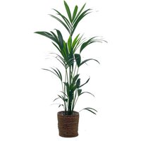 Zimmerpflanze »Areca-Palme« mit Topf von Tchibo
