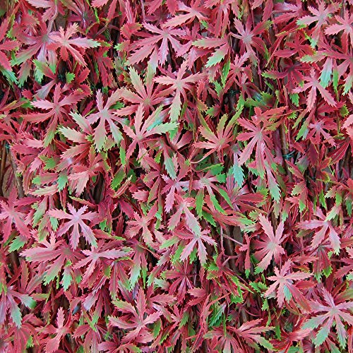 TENAX Divy 3D X-Tens Red Acer 100x200 cm Rot/Grün, Synthetische Hecke mit Blättern aus Rotahorn auf dehnbarer Tragstruktur aus Naturholz von TENAX