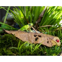 Miniatur Fee Kleinen Frosch Auf Blatt Tier Figuren Fairy Garten Lieferungen & Zubehör Terrarium von TizzleByTizzle