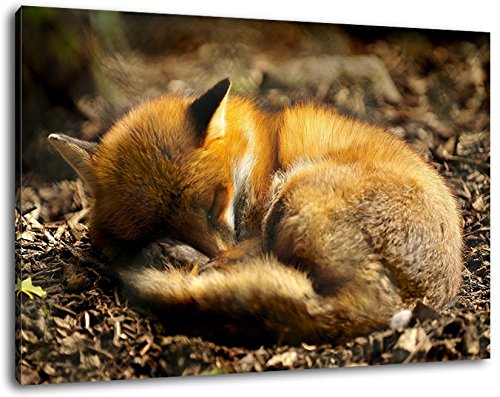 Fuchs schläft im Wald Format:60x40 cm Bild auf Leinwand bespannt, riesige XXL Bilder komplett und fertig gerahmt mit Keilrahmen, Kunstdruck auf Wand Bild mit Rahmen, günstiger als Gemälde oder Bild, kein Poster oder Plakat von Stil.Zeit