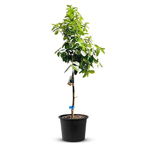 TropicTrees Limettenbaum mit einer Höhe von 160 cm und einem Stammumfang von 8-10 cm | Limetten für die Saftherstellung, als Gewürzzutat und als Zierpflanze für Innenbereiche von Tropictrees