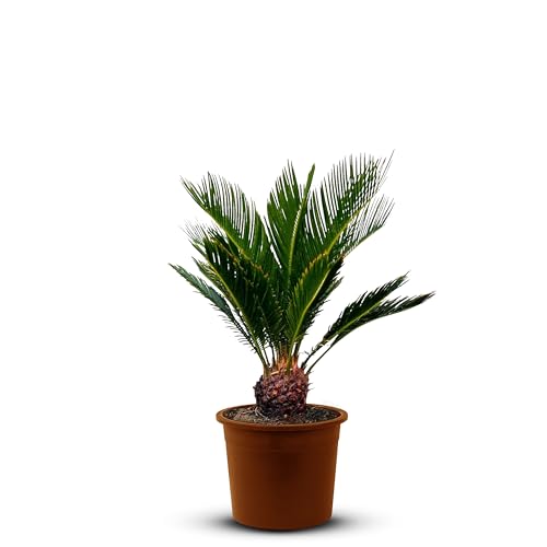 Tropictrees – Cycas Revoluta - Immergrüne Pflanze - Palmfarn – Sagopalmfarn – Zimmerpflanzen -Japanischer Palmfarn - 100cm Höhe - Stammhöhe 10/15cm von Tropictrees