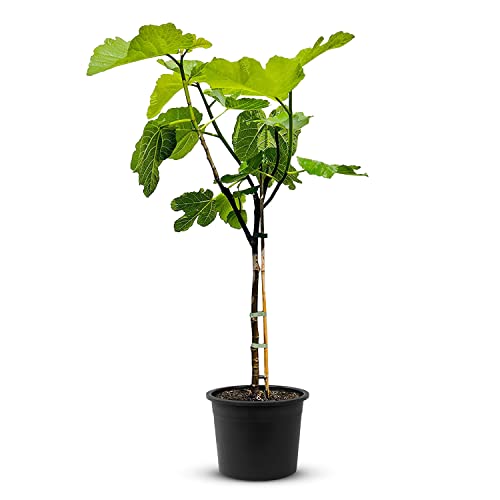 Tropictrees Feigenbaum mit einer Höhe von 100 cm und einem Stammumfang von 4-5 cm | Feigen zur Saftherstellung und als Zutat für schmackhafte Gerichte | Feigenbaum winterhart mit essbaren Früchten von Tropictrees