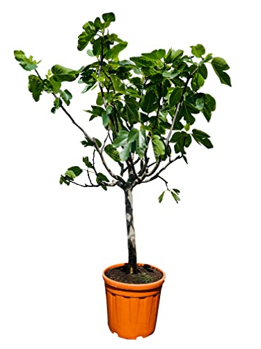 Tropictrees - Ficus Carica - Feigenbaum - 150cm - stammumfang 14-16 cm - Winterhart - A+ von Tropictrees