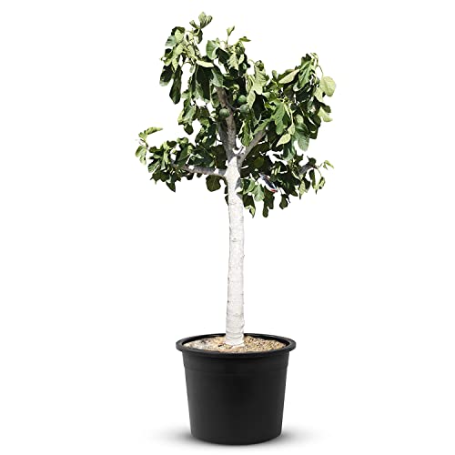 Tropictrees Feigenbaum mit einer Höhe von 170 cm und einem Stammumfang von 22-24 cm | Feigen zur Saftherstellung und als Zutat für schmackhafte Gerichte | Feigenbaum winterhart mit essbaren Früchten von Tropictrees