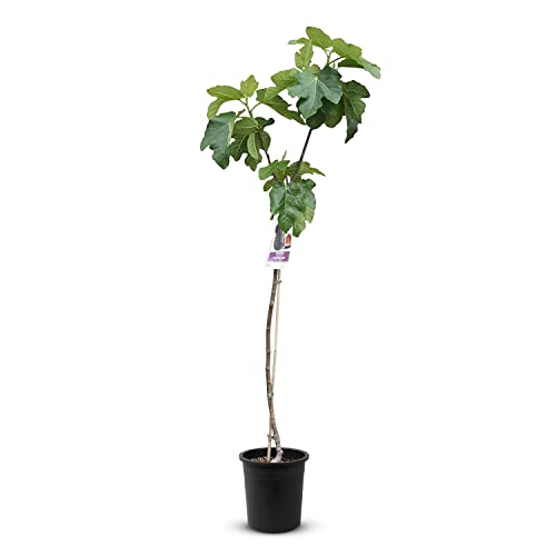Tropictrees Feigenbaum mit einer Höhe von 150 cm und einem Stammumfang von 6-8 cm | Feigen zur Saftherstellung und als Zutat für schmackhafte Gerichte | Feigenbaum winterhart mit essbaren Früchten von Tropictrees
