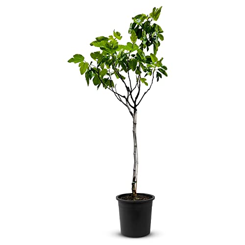 Tropictrees Feigenbaum mit einer Höhe von 170 cm und einem Stammumfang von 7-9 cm | Feigen zur Saftherstellung und als Zutat für schmackhafte Gerichte | Feigenbaum winterhart mit essbaren Früchten von Tropictrees