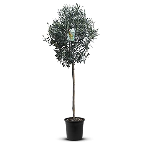 Tropictrees Olivenbaum Hochstamm 160 cm natürlicher Olivenbaum winterhart Stammumfang 6-8 cm fruchtreifes Stämmchen inkl. Topfechter als Garten Deko von Tropictrees