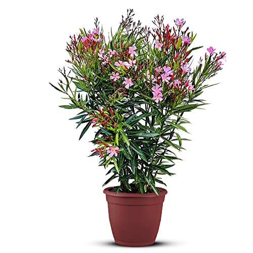Tropictrees Nerium Oleander | Oleander Pflanzen winterhart | immergrüne winterharte Pflanze mit einer Höhe 100-120 cm | rosa Blüten | Hitze- und trockenheitsresistent von Tropictrees