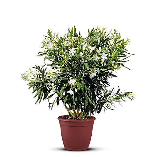 Tropictrees Nerium Oleander | Oleander Pflanzen winterhart | immergrüne winterharte Pflanze mit einer Höhe 100-120 cm | weiße Blüten | Hitze- und trockenheitsresistent von Tropictrees