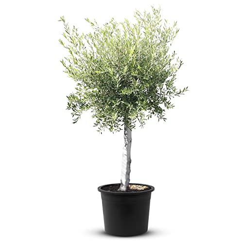 TropicTrees - Olivenbaum winterhart mit einer Höhe von ca. 180cm und einem Stammumfang von 20-40 cm - 45 Jahre alt - echter Olivenbaum mit echten, essbaren Olivenfrüchten - Olea Europaea - 1 Stück von Tropictrees