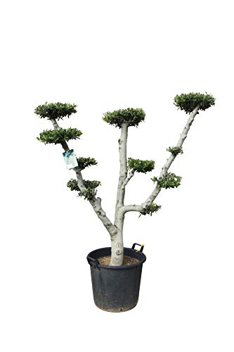 Olivenbaum - Pon Pon - stammumfang 30-40 cm von Tropictrees
