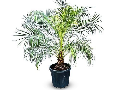 Tropictrees - Phönix Roebelenii stammhöhe 20-30 cm - Zwergdattelpalme - Exotische Eleganz für Ihr Zuhause - Immergrün - Palme von Tropictrees