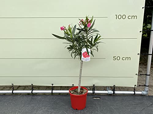 Tropictrees - ROTE OLEANDER AUF STAMM 120 CM - A+ von Tropictrees