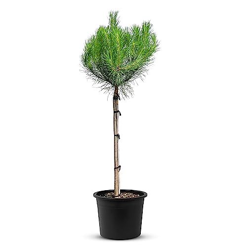 TROPICTREES Pinus Pinea Tree mit einer Höhe von 160 cm | Winterharte Kiefer | Machen Sie diese Kiefer zu einem majestätischen Herzstück Ihrer Landschaft! von Tropictrees