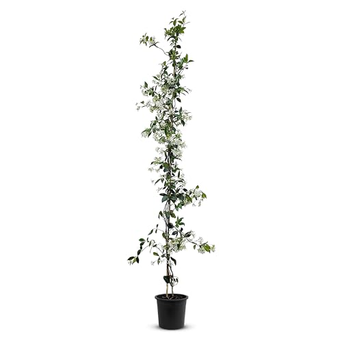Tropictrees - Trachelospermum Jasminoides - 110cm - Winterhart - Sternjasmin - toskanischer Jasmin -Weiß - 1 pcs von Tropictrees