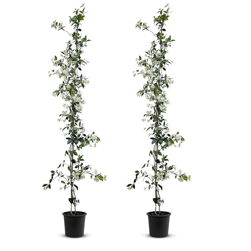 Tropictrees - Trachelospermum Jasminoides - 110cm - Winterhart - Sternjasmin - toskanischer Jasmin -Weiß - 2 pcs von Tropictrees