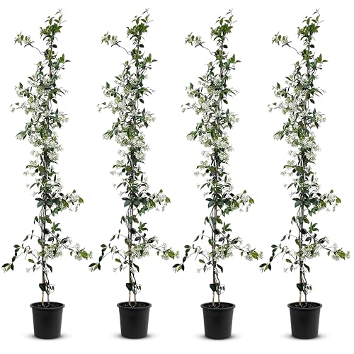 Tropictrees - Trachelospermum Jasminoides - 110cm - Winterhart - Sternjasmin - toskanischer Jasmin -Weiß - 4 pcs von Tropictrees