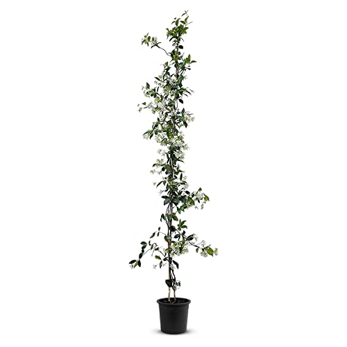 Tropictrees - Trachelospermum Jasminoides - 140cm - Winterhart - Sternjasmin - toskanischer Jasmin -Weiß - 1 pcs von Tropictrees