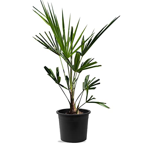 Tropictrees Trachycarpus Fortunei Hanfpalme winterhart mit einer Stammhöhe von 5 cm | Gesamthöhe 60 cm | Palme für den Innen- und Außenbereich von Tropictrees
