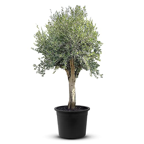 Olivenbaum - Olea europea - 220/250 cm - A+ von Tropictrees