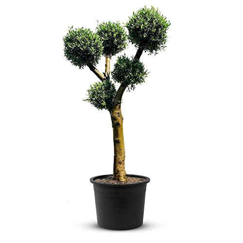 TropicTrees Kugelform Hochstamm Olea Europaea | winterharter Bonsai Baum mit einem anpassungsfähigen, glatten Stamm und einer ovalen Form | Bonsai Tree für Topf und Garten geeignet von Tropictrees