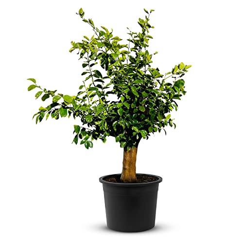 TropicTrees Limettenbaum mit einer Höhe von 200/220 cm und einem Stammumfang von 30-40 cm | Limetten für die Saftherstellung, als Gewürzzutat und als Zierpflanze für Innenbereiche von Tropictrees