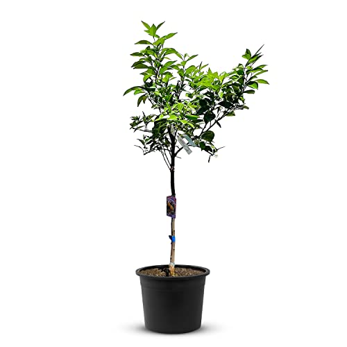 TropicTrees Orangenbaum (Citrus Sinensis) mit einer Höhe von 170 cm und einem Stammumfang von 8-10 cm | Orangen zur Saftherstellung, als Gewürzzutat und als Zierpflanze für den Innenbereich von Tropictrees