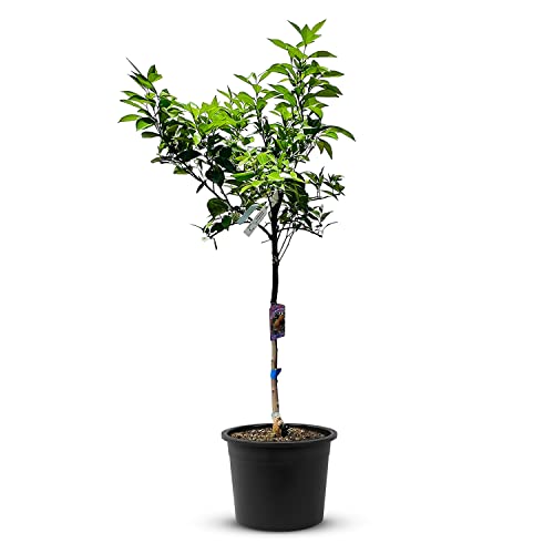 TropicTrees Orangenbaum (Citrus Sinensis) mit einer Höhe von 160 cm und einem Stammumfang von 8-10 cm | Orangen zur Saftherstellung, als Gewürzzutat und als Zierpflanze für den Innenbereich von Tropictrees