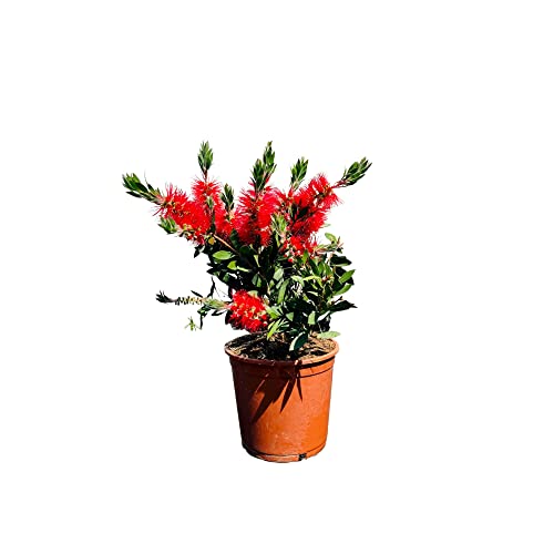 Tropictrees - Callistemon Citrinus - 80-100 cm - Bottelbrush - Putzer - Zylinderputser- Farbe Rot von Tropictrees