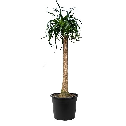 Tropictrees - Elefantenfuß - 120cm - Beaucarnea Recurvata - Zimmerpflanze mit markantem Stamm und elegant geschwungenen Blättern - Pflegeleicht- Immergrün - Exotische Schönheit von Tropictrees