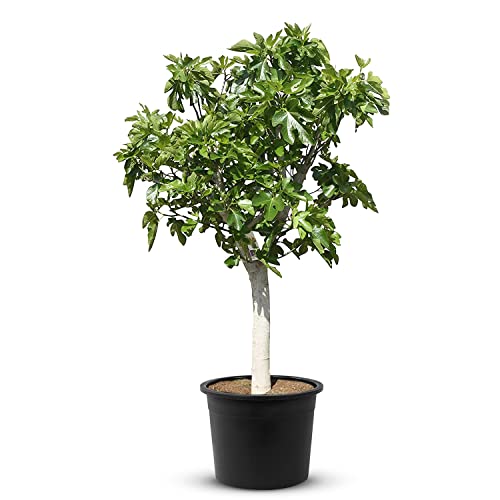 Tropictrees Feigenbaum mit einer Höhe von 240 cm und einem Stammumfang von ca. 30 cm | Feigen zur Saftherstellung und als Zutat für schmackhafte Gerichte | Feigenbaum winterhart mit essbaren Früchten von Tropictrees