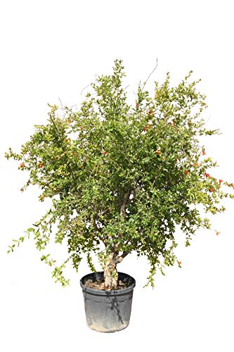 Tropictrees - Granatapfelbaum XXXL - 200 240 cm - Punica Granatum - Stammumfang 30-40 cm A+ von Tropictrees
