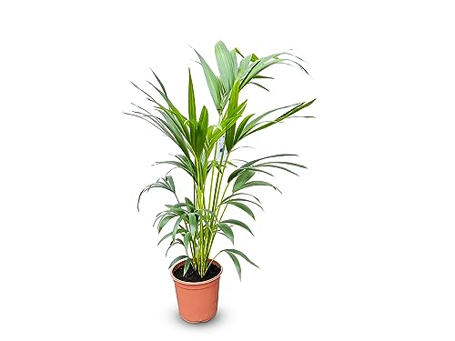 Tropictrees - Kentia Palme - 100/120cm - Howea Forsteriana - Zimmerpflanze - Luftreinigend - Immergrün - Blickfang - Zierpflanze - Pflegeleicht - Schneller Versand von Tropictrees