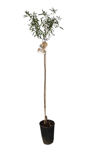 Tropictrees - Mandelbaum 150cm - Prunus Dulcis - Früchte - Winterhart - Obstbaum für Garten oder Terrasse und Balkon von Tropictrees