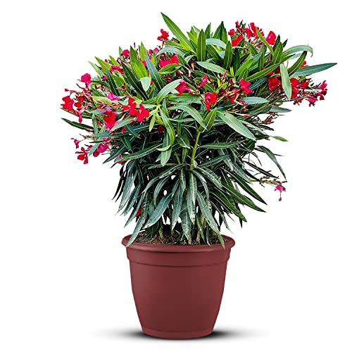 Tropictrees Nerium Oleander | Oleander Pflanzen winterhart | immergrüne winterharte Pflanze mit einer Höhe 100-120 cm | rote Blüten | Hitze- und trockenheitsresistent von Tropictrees