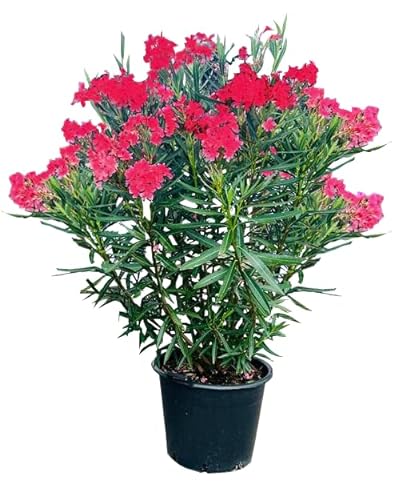 Tropictrees Nerium Oleander | Oleander Pflanzen winterhart | immergrüne winterharte Pflanze mit einer Höhe 160-180 cm | rote Blüten | Hitze- und trockenheitsresistent von Tropictrees