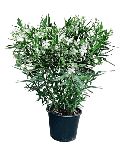 Tropictrees Nerium Oleander | Oleander Pflanzen winterhart | immergrüne winterharte Pflanze mit einer Höhe 160-180 cm | weiße Blüten | Hitze- und trockenheitsresistent von Tropictrees