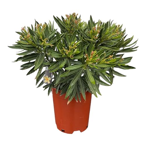 Tropictrees Nerium Oleander | Oleander Pflanzen winterhart | immergrüne winterharte Pflanze mit einer Höhe 60-80 cm | Gelbe Blüten | Hitze- und trockenheitsresistent von Tropictrees