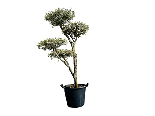 Tropictrees Olea Europea Plato - Olivenbaum pon pon, Stammumfang 20-25cm A+ von Tropictrees