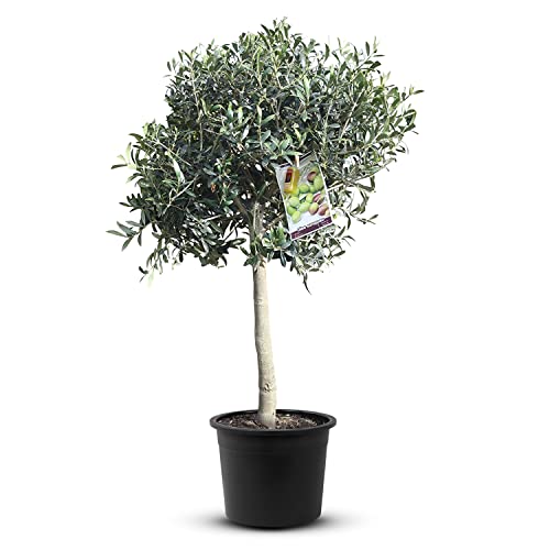 Tropictrees Olivenbaum Hochstamm 100 cm natürlicher Olivenbaum winterhart Stammumfang 6-8 cm fruchtreifes Stämmchen inkl. Topfechter als Garten Deko von Tropictrees