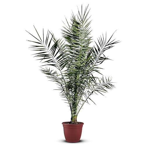 Tropictrees Phönix canariensis | Höhe 120cm | Dattelpalme winterhart & kältebeständig | Phönixpalme | Outdoor Grünpflanze | Kanarische Dattelpalme | Outdoor Palme von Tropictrees