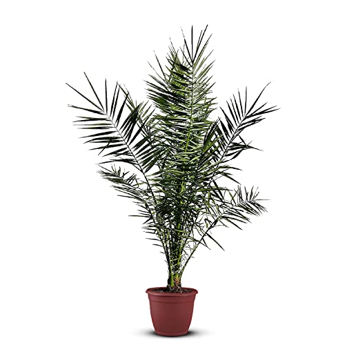 Tropictrees Phönix canariensis | Höhe 140cm | Dattelpalme winterhart & kältebeständig | Phönixpalme | Outdoor Grünpflanze | Kanarische Dattelpalme | Outdoor Palme von Tropictrees