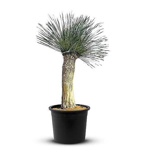 Tropictrees Schnabel-Yucca Rostrata mit Stamhöhe von 100-120 cm | Auffällige und dürreresistente Yucca Palme mit schwertförmigen Blättern | Himmlische Zimmerpflanze für Ihre Landschaft von Tropictrees