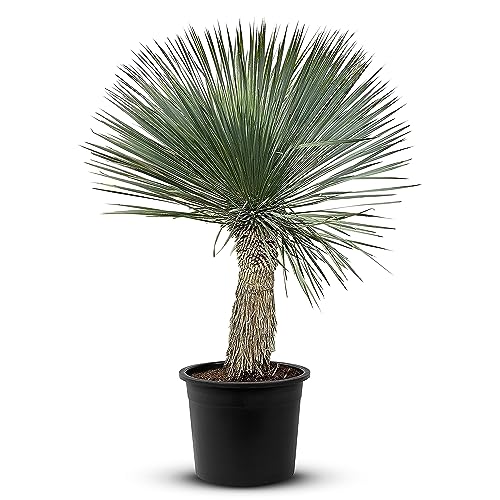 Tropictrees Schnabel-Yucca Rostrata mit Stamhöhe von 30-40 cm | Auffällige und dürreresistente Yucca Palme mit schwertförmigen Blättern | Himmlische Zimmerpflanze für Ihre Landschaft von Tropictrees