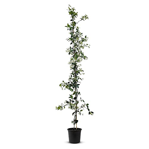 Tropictrees - Trachelospermum Jasminoides - 200cm - Winterhart - Sternjasmin - toskanischer Jasmin -Weiß - 1 pcs von Tropictrees