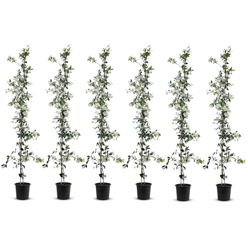 Tropictrees - Trachelospermum Jasminoides - 200cm - Winterhart - Sternjasmin - toskanischer Jasmin -Weiß - 6 pcs von Tropictrees