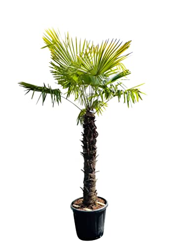 Tropictrees Trachycarpus Fortunei Hanfpalme winterschutz mit einer Stammhöhe von 100/120 cm | Höhe 220cm | Gelbe und grüne Blätter | Winterschutz Palme für drinnen und draußen von Tropictrees