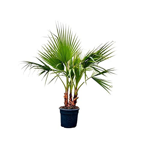 Tropictrees - Washingtonia Robusta - Mexikanische Washingtoniapalme - Palme -130-150 cm - Multistamm - Immergrün von Tropictrees