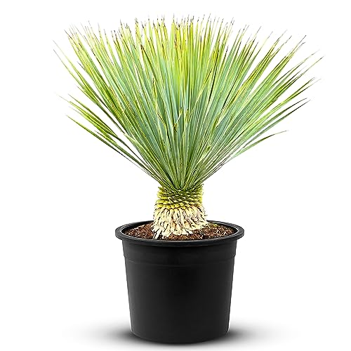 Tropictrees Schnabel-Yucca Rostrata mit Stamhöhe von 10-20 cm | Auffällige und dürreresistente Yucca Palme mit schwertförmigen Blättern | Himmlische Zimmerpflanze für Ihre Landschaft von Tropictrees